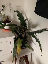 The alocasia micholitziana 'frydek' plant, commonly called the green velvet alocasia resembles alocasia polly in size and leaf shape/color, but it is a little different and much harder to find for purchase. Beginner Who Needs Help I Got This Alocasia Lauterbachiana A Few Days Ago And Already Half Of The Leaves Are Going Yellow I Know Alocasias Are Sensitive To Transport Etc But Half