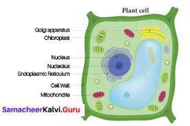 Plant cell and animal cell diagram in tamil. Samacheer Kalvi 6th Science Solutions Term 2 Chapter 5 The Cell Samacheer Kalvi