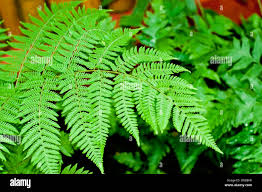 Image result for Ctenitis