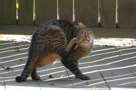 Cat Fleas Humans 6 Things You Need To Know Dundas Euclid Animal Hospital