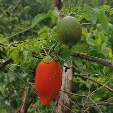 Image result for Momordica cardiospermoides