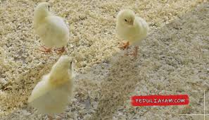 Pertama kalian pilih manganya dulu trus klik tombil seperti di gambar ya njir iklan ganggu :v kedua klik human verification untuk membuktikan ente manusia bukan hewan :v njir masih aja. Pakan Anak Ayam Aduan Rekomendasi Peduli Ayam Peduliayam