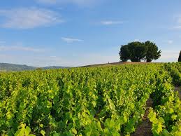 Mas du pontplus qu'un vignoble, le mas du pont est un lieu de culture et de traditions qui offre de nombreuses activités. Acheter Vigne Decouvrez Les Vignes A Vendre Vinea Transaction