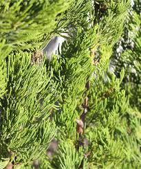 カイヅカイブキ 生垣販売 植木買うならグリーンロケット