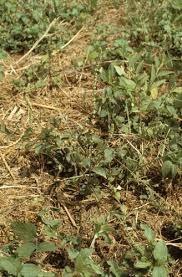 Image result for Cyathula cylindrica