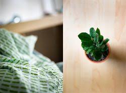 Unsere top 5 der feng shui pflanzen fürs schlafzimmer. Pflanzen Im Schlafzimmer Gut Oder Schlecht