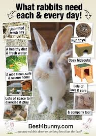 What Rabbits Need Each Every Day Http Www Best4bunny Com Bunny Cages Pet Rabbit Care Bunny Care
