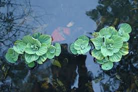 Image result for Pistia