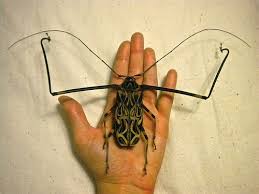 Black And Yellow Longhorn Beetle Poisonous Acrocinus Longimanus Male Weird Insects Bugs And Insects Cool Insects