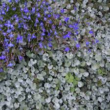 Image result for Dichondra