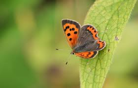 David Attenborough Urges Public To Help Save Butterflies