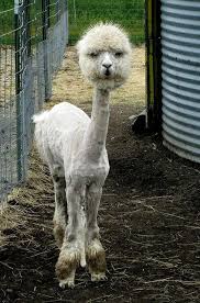 Shaved Alpaca Animals Funny Animals Cute Animals