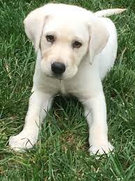 Our Sweet Gal White Lab Puppy Cute Puppies And Kittens Lab Puppies Funny White Lab Puppies