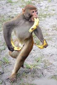 Scott Jordan Harris On Twitter In 2021 Monkeys Funny Funny Monkey Pictures Banana Funny