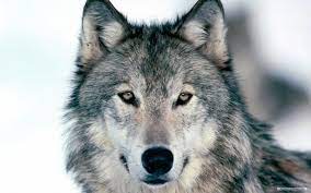 We hope you enjoy our growing collection of hd images to use as a background or home screen for your. 49 Free Wolf Pictures Wallpaper On Wallpapersafari