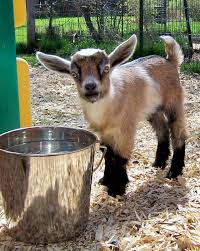 Chevre Naine Guineenne Du Nigeria
