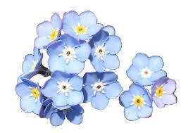 Forget Me Not Transparent Flowers Flowers Flower Meanings