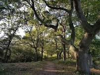 Ancient pollard walk - West Wickham Common