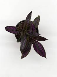Image result for Strobilanthes