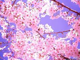 Hd wallpapers and background images Pin By Tonie On Beautiful Colors Cherry Blossom Wallpaper Cherry Blossom Cherry Blossom Tree