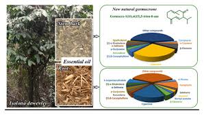 Image result for isolona