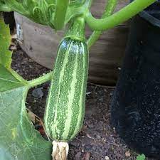 Maybe you would like to learn more about one of these? Zucchini Varieties And Types Of Zucchini
