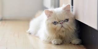 Muka kekenyangan yang sangat mementingkan diri dan isi perut. Stres Bikin Bulu Kucing Himalaya Rontok Parah Ini Saatnya Mulai Waspada Merdeka Com