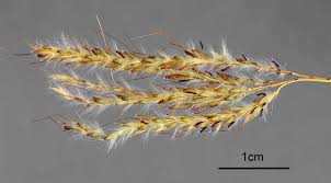 Image result for Ischaemum afrum