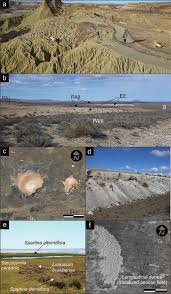 Image result for Asterochaete