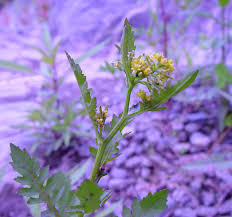 Image result for Rorippa