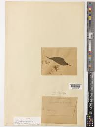 Image result for Microglossa densiflora