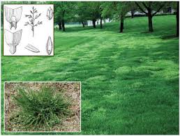 Image result for Poa