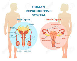 An anatomically female's internal reproductive organs are the vagina, uterus, fallopian tubes, cervix. Human Reproductive System Vector Illustration Diagram Male And Royalty Free Cliparts Vectors And Stock Illustration Image 94227061
