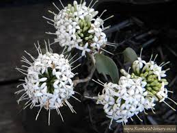 Image result for Pavetta uniflora