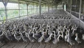 Salah satu jenis bebek yang cukup diminati untuk bebek pedaging yaitu bebek peking. Ternak Bebek Makin Prospektif