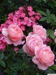 Boscobel Rose 3 4 H X 2 3 W Bushy Large 3 5 Very Full 78 Petals Cupped Rosette Blooms In Singles Small Clusters Bloo Rose Rose Photos Boscobel