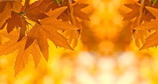 We did not find results for: Autumn Leaves Backgrounds Wallpaper Cave