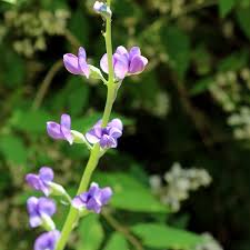 Image result for Indigofera vicioides