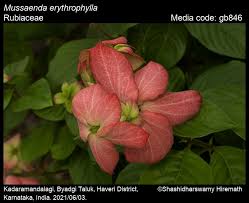 Image result for Mussaenda rivularis