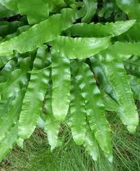 Image result for Elaphoglossum tanganjicense