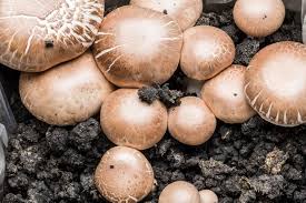 Steinchampignons Zucht Zuchten Photosynthese Champignons
