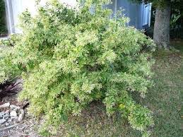 Image result for Cestrum nocturnum