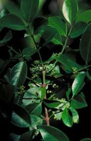 Image result for Pleurostylia