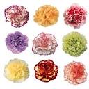 Buy Wholesale Mixed Color Novelty Carnation Flowers in Bulk - Fifty...
