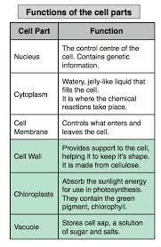 Plant cell parts and functions powerpoint. College Animal Cell Parts Plant And Animal Cell Animal Cell Model Diagram Project Parts Cell Parts Plant And Animal Cells Animal Cell Parts