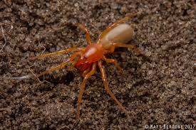 Image result for Dinophora spenneroides