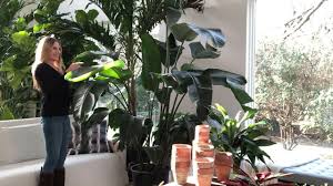Bird Of Paradise Plant Care Indoors D Plant Care 101 Bird Of Paradise Video Care Of Strelitzia Nicolai White Bird Of Paradise Birds Of Paradise Plant Care Plants