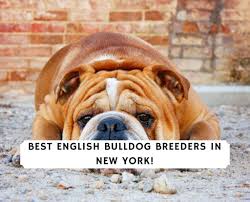 Also, our website is current and up to date with available puppies so if you're looking for english bulldog puppies for sale there's no better place to go than suburban bullies. 6 Best English Bulldog Breeders In New York 2021 We Love Doodles