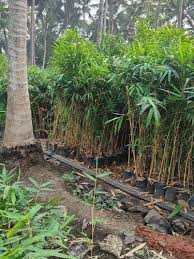 Image result for Bambusa balcooa