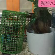 柏の葉っぱも食べました お茶目なオカヤドカリ観察日記
